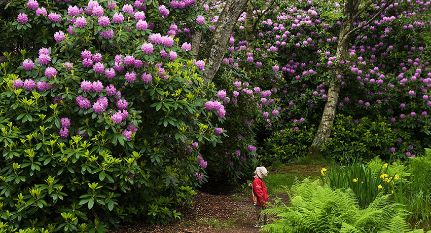 The rhododendron park in Halmstad